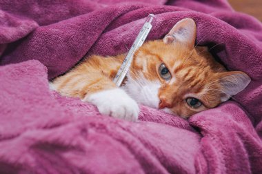 red cat got sick and hid in a warm blanket. clipart