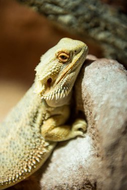 pogona vitticeps portrait