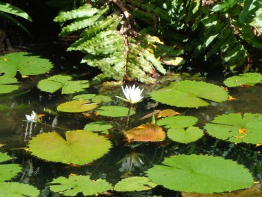 Vejetaryen del Caribe Flor Blanca