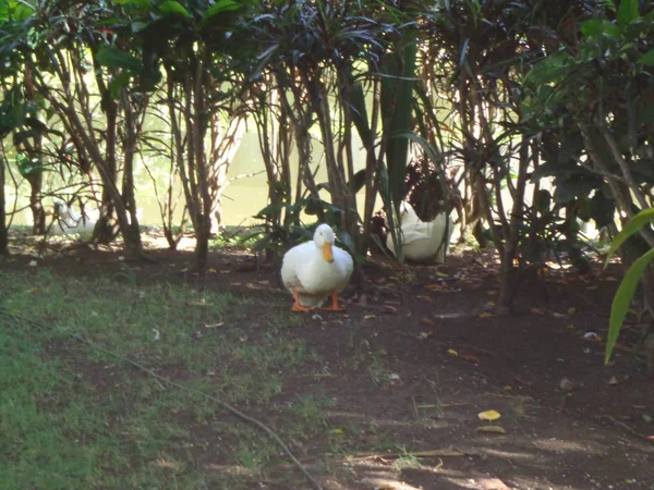 Patos Habitat Adecuado — Stockfoto