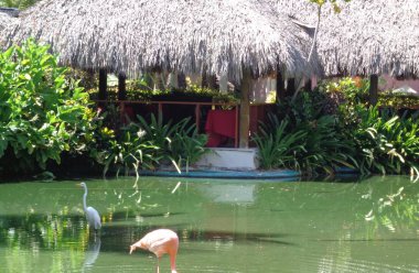 Paisaje Doğal Propio del Caribe con Garza Blanca yflamingo