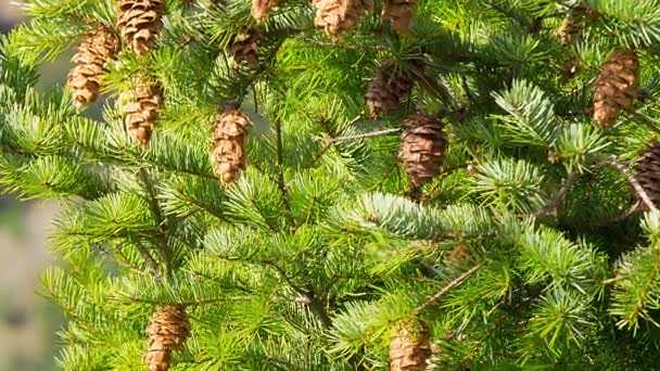 Pine grenar med kottar, vinkade åt låg vinden på en klar dag. — Stockvideo