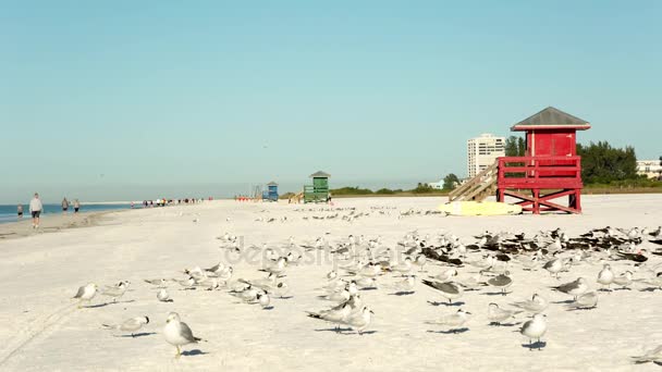 海鸥在沙滩上 — 图库视频影像