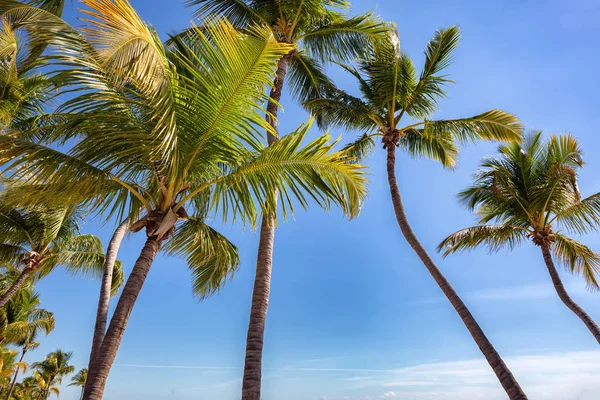 avuç içi tropikal plaj