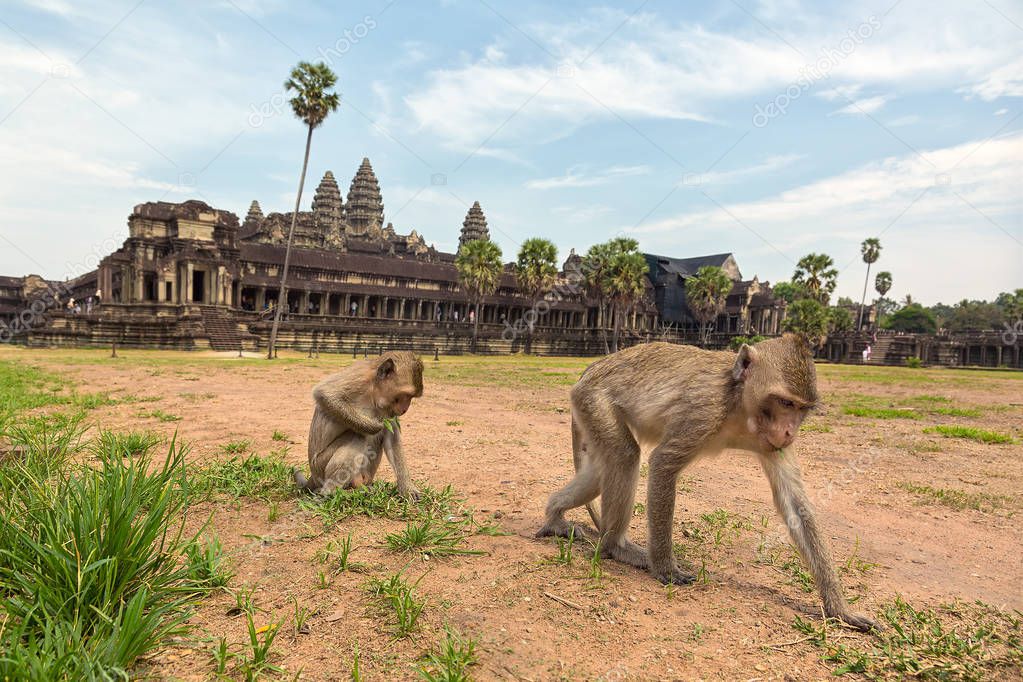 Two monkeys on a background of Angkor Wat