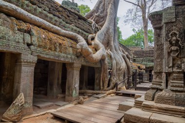Ağaçları ile büyümüş şaşırtıcı Ta Prohm Tapınağı.