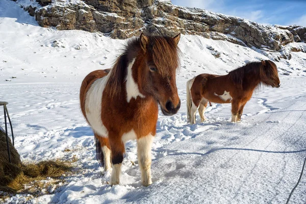 Ісландські коні взимку — стокове фото