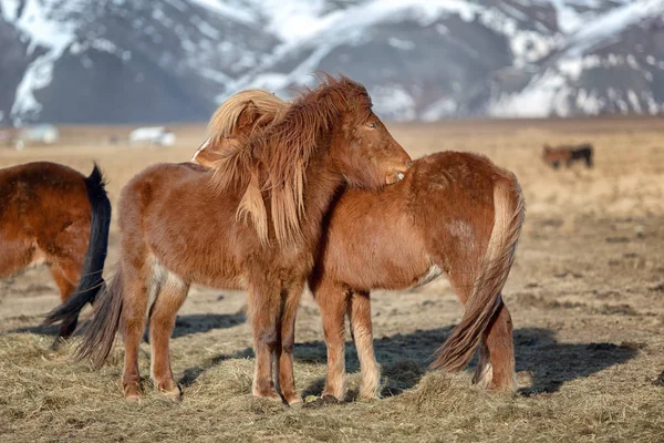 İki İzlanda atı — Stok fotoğraf