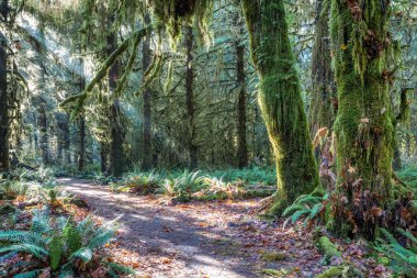 Hoh Rainforest olimpik Milli Parkı