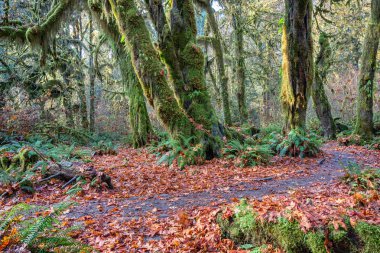 Hoh Rainforest olimpik Milli Park, Washington, ABD