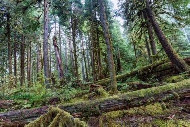 Sol Duc rainforest olimpik Milli Parkı, Oregon kıyılarında