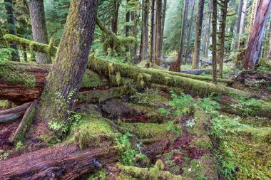Sol Duc rainforest olimpik Milli Parkı, Oregon kıyılarında