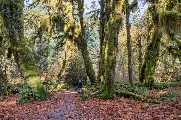 Hoh Rainforest en el Parque Nacional Olímpico, Washington, EE.UU. — Foto de Stock
