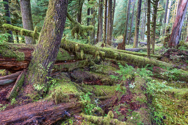 Sol Duc rainforest at Olympic National Park, Oregon Coast