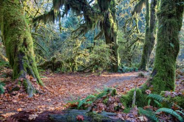 Hoh Rainforest olimpik Milli Park, Washington, ABD