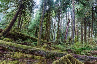 Sol Duc rainforest olimpik Milli Parkı, Oregon kıyılarında