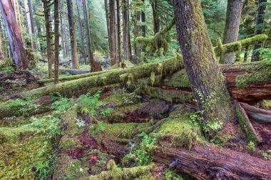 Sol Duc rainforest olimpik Milli Parkı, Oregon kıyılarında