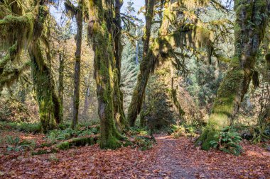 Hoh Rainforest olimpik Milli Park, Washington, ABD