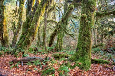 Hoh Rainforest olimpik Milli Park, Washington, ABD
