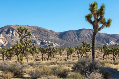Joshua ağaçlar bir alt