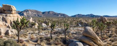 Joshua ağaçlar bir alt