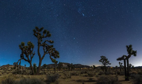 Joshua árboles por la noche — Foto de Stock