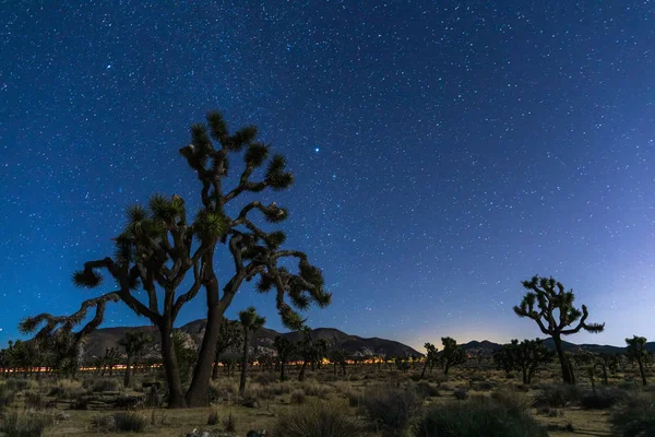 Joshua árboles por la noche — Foto de Stock