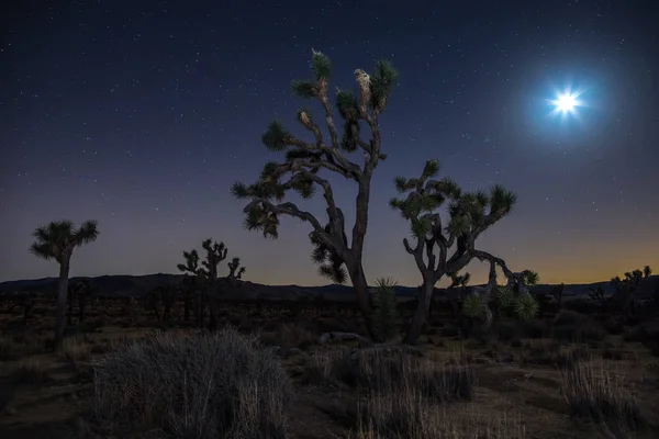 Joshua ağaçlar, gece — Stok fotoğraf