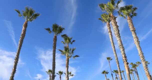 Tropische bomen achtergrond concept — Stockvideo