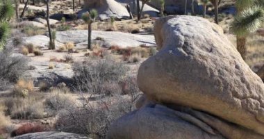 Joshua Tree Ulusal Parkı, Kaliforniya
