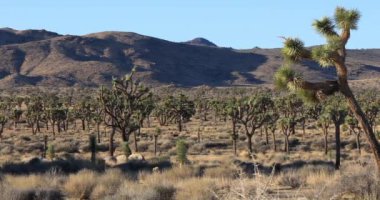 Joshua Tree Ulusal Parkı, Kaliforniya
