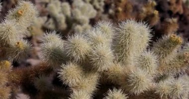 Cholla kaktüs Bahçe, Joshua Tree National Park, kaymak atış kapatın