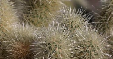 Cholla kaktüs Bahçe, Joshua Tree National Park, kaymak atış kapatın