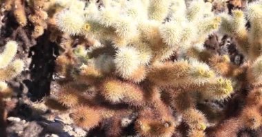 Cholla kaktüs Bahçe, Joshua Tree National Park, kaymak atış kapatın