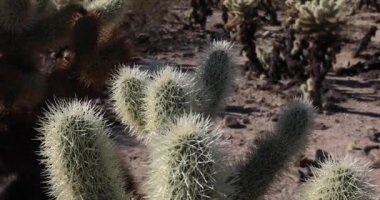 Cholla kaktüs Bahçe, Joshua Tree National Park, kaymak atış kapatın