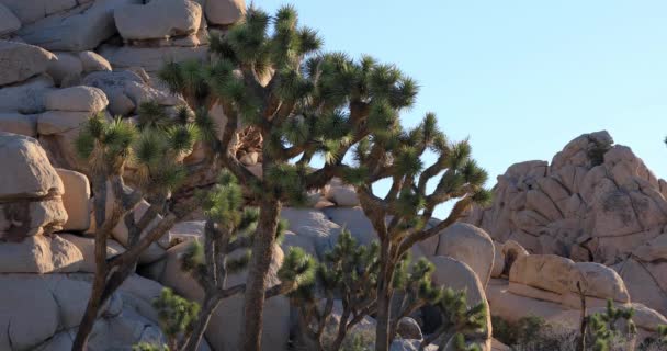 Parque Nacional Joshua Tree, California — Vídeos de Stock