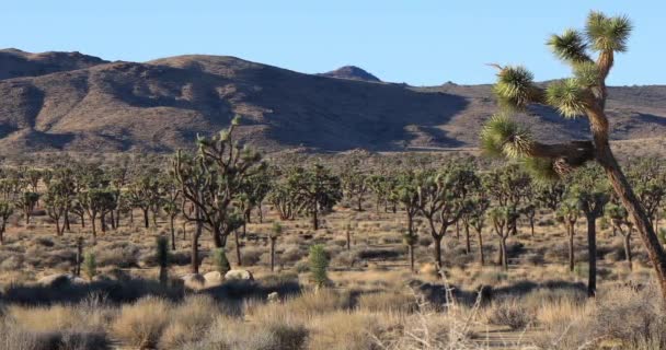 Parque Nacional Joshua Tree, Califórnia — Vídeo de Stock