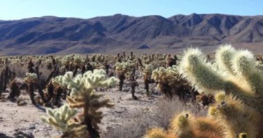 Cholla kaktüs Bahçe, Joshua Tree National Park, kaymak atış kapatın