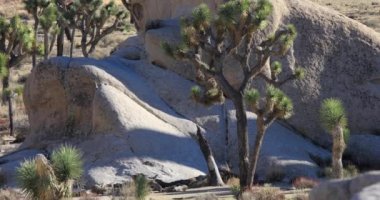 Joshua Tree Ulusal Parkı, Kaliforniya