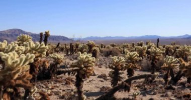 Cholla kaktüs Bahçe, Joshua Tree National Park, kaymak atış kapatın