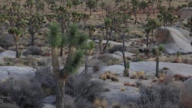 Joshua Tree Ulusal Parkı, Kaliforniya