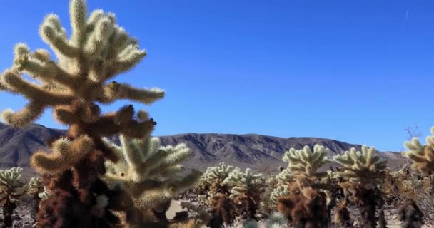 Zblizka, Cholla kaktusová zahrada, Joshua Tree National Park, jezdec výstřel — Stock video