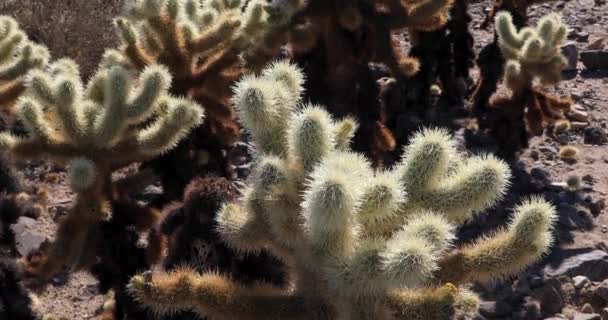 De cerca, Jardín de Cactus Cholla, Parque Nacional Joshua Tree, slider shot — Vídeo de stock