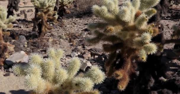 De cerca, Jardín de Cactus Cholla, Parque Nacional Joshua Tree, slider shot — Vídeos de Stock