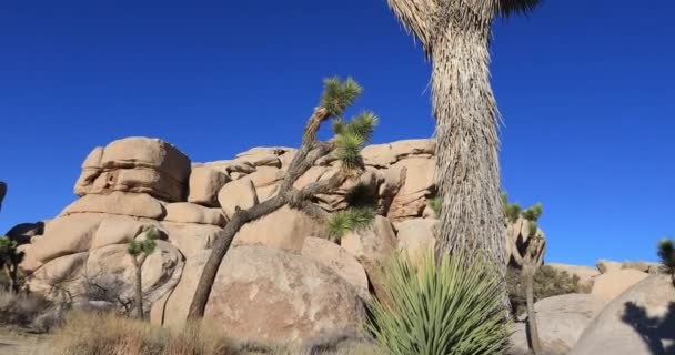 Národní park Joshua Tree, Kalifornie — Stock video