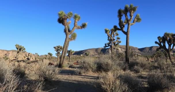 Parc national Joshua Tree, Californie