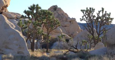 Joshua Tree Ulusal Parkı, Kaliforniya