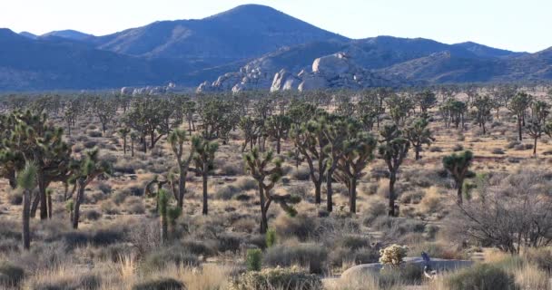 Joshua Tree Nationaal Park, Californië — Stockvideo