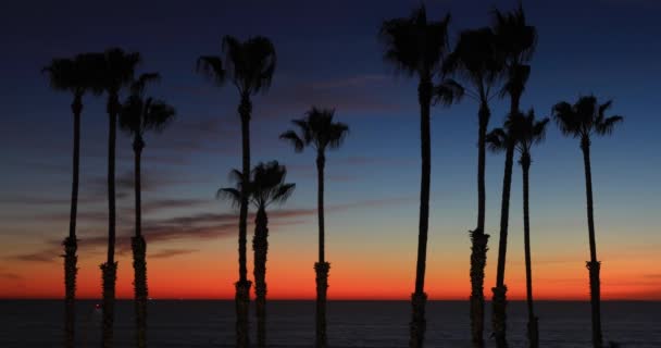 Silhouette of palm trees after sunset — Stock Video