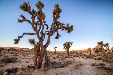 Joshua ağaçlar bir alt